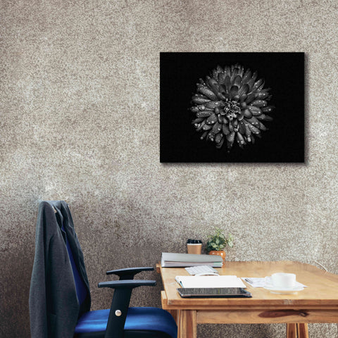 Image of 'Backyard Flowers In Black And White 45' by Brian Carson, Giclee Canvas Wall Art,34 x 26