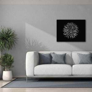 'Backyard Flowers In Black And White 45' by Brian Carson, Giclee Canvas Wall Art,34 x 26