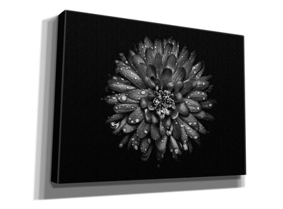 'Backyard Flowers In Black And White 45' by Brian Carson, Giclee Canvas Wall Art