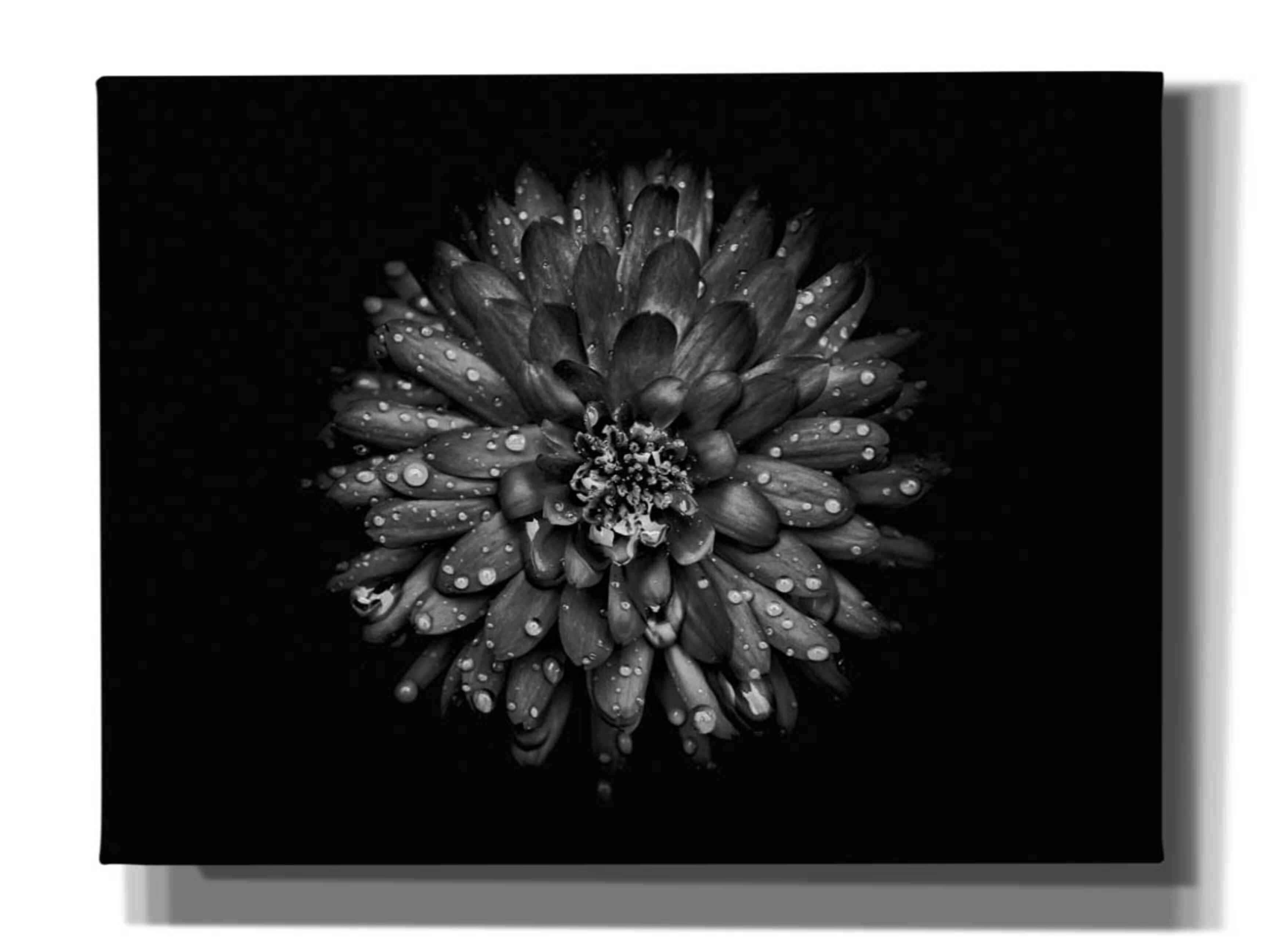'Backyard Flowers In Black And White 45' by Brian Carson, Giclee Canvas Wall Art