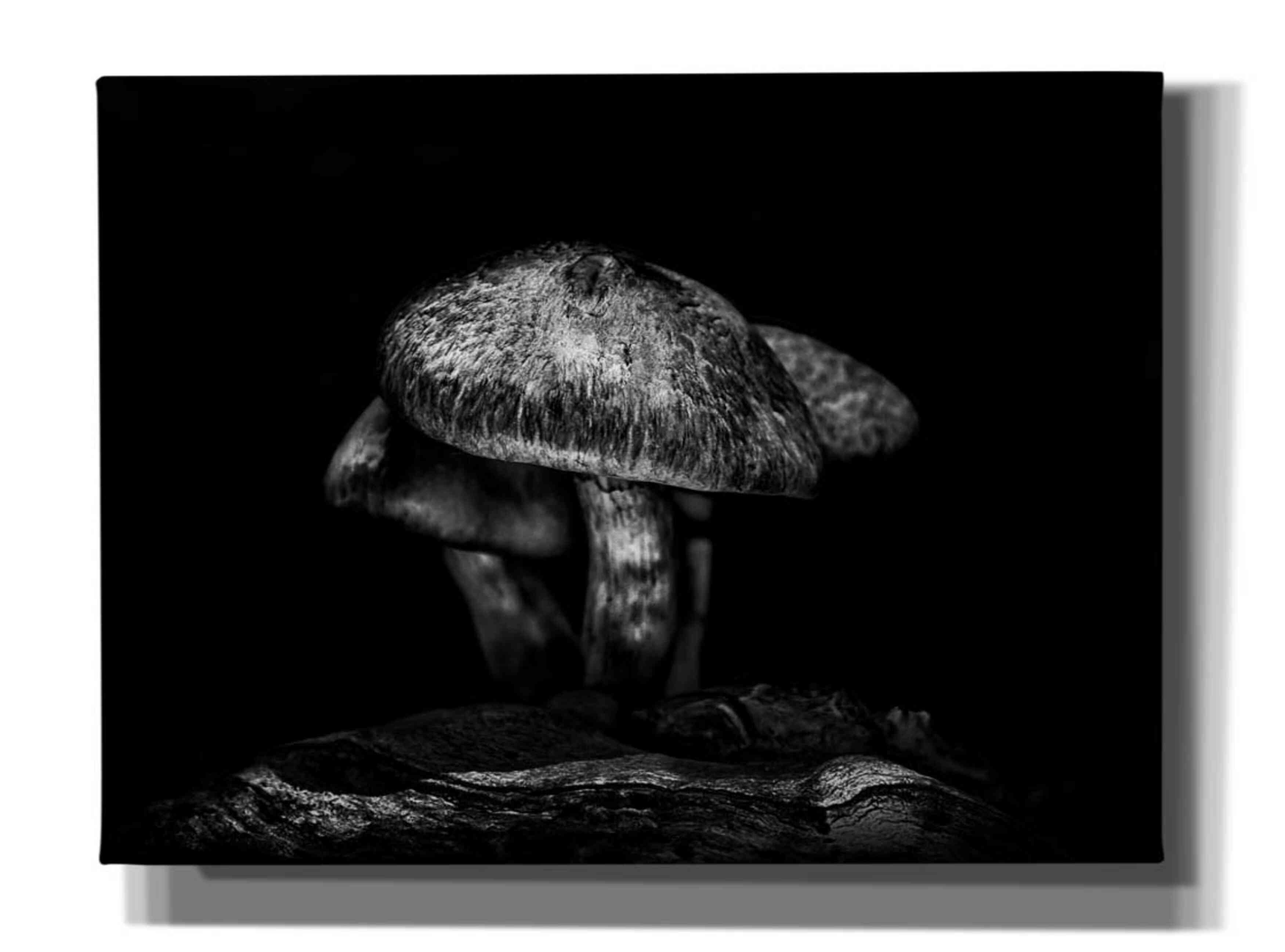 'Toadstools On A Trail No 1' by Brian Carson, Giclee Canvas Wall Art