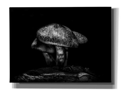 'Toadstools On A Trail No 1' by Brian Carson, Giclee Canvas Wall Art