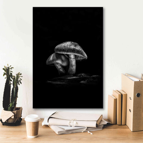 Image of 'Toadstools On A Trail No 2' by Brian Carson, Giclee Canvas Wall Art,18 x 26