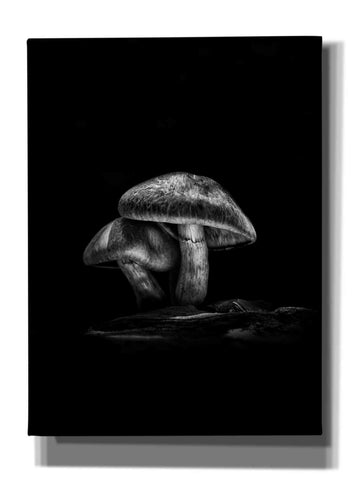 Image of 'Toadstools On A Trail No 2' by Brian Carson, Giclee Canvas Wall Art