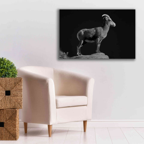 Image of 'Bighorn Portrait Cf' by Thomas Haney, Giclee Canvas Wall Art,40 x 26