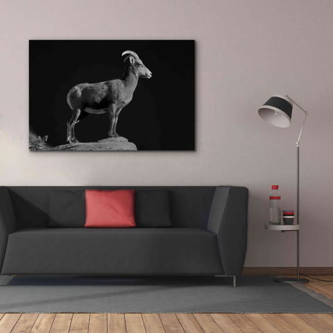 Image of 'Bighorn Portrait Cf' by Thomas Haney, Giclee Canvas Wall Art,60 x 40