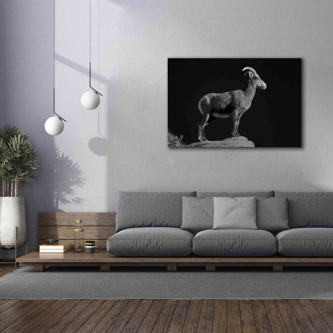 Image of 'Bighorn Portrait Cf' by Thomas Haney, Giclee Canvas Wall Art,60 x 40