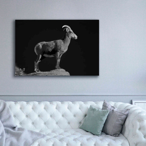 Image of 'Bighorn Portrait Cf' by Thomas Haney, Giclee Canvas Wall Art,60 x 40