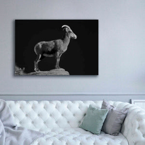 'Bighorn Portrait Cf' by Thomas Haney, Giclee Canvas Wall Art,60 x 40