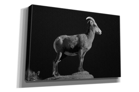 Image of 'Bighorn Portrait Cf' by Thomas Haney, Giclee Canvas Wall Art