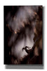 'Bighorn Silhouette Best' by Thomas Haney, Giclee Canvas Wall Art