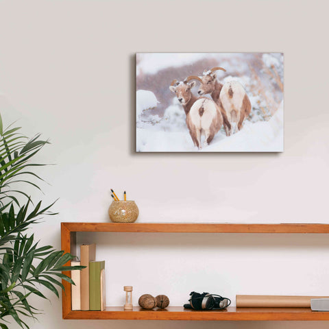 Image of 'Bighorns Two' by Thomas Haney, Giclee Canvas Wall Art,18 x 12