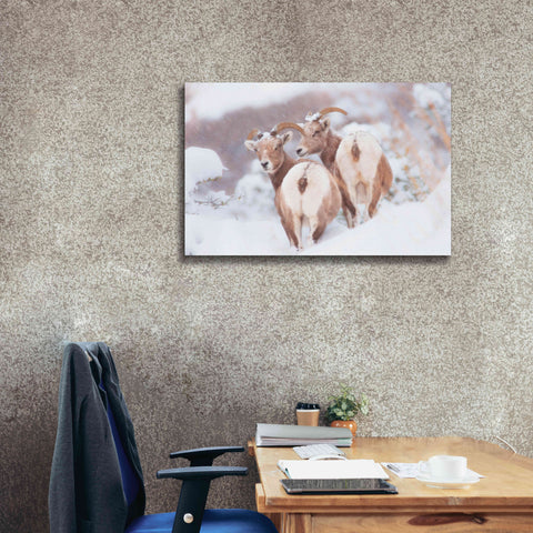 Image of 'Bighorns Two' by Thomas Haney, Giclee Canvas Wall Art,40 x 26