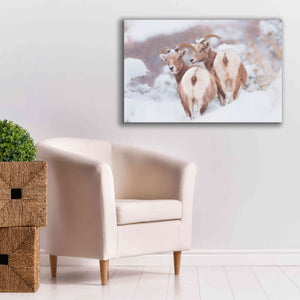 'Bighorns Two' by Thomas Haney, Giclee Canvas Wall Art,40 x 26