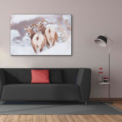 Image of 'Bighorns Two' by Thomas Haney, Giclee Canvas Wall Art,60 x 40