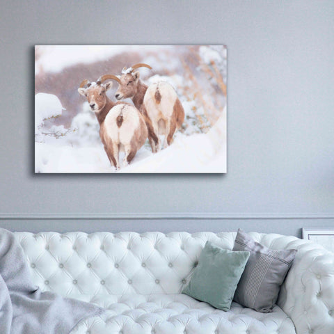Image of 'Bighorns Two' by Thomas Haney, Giclee Canvas Wall Art,60 x 40