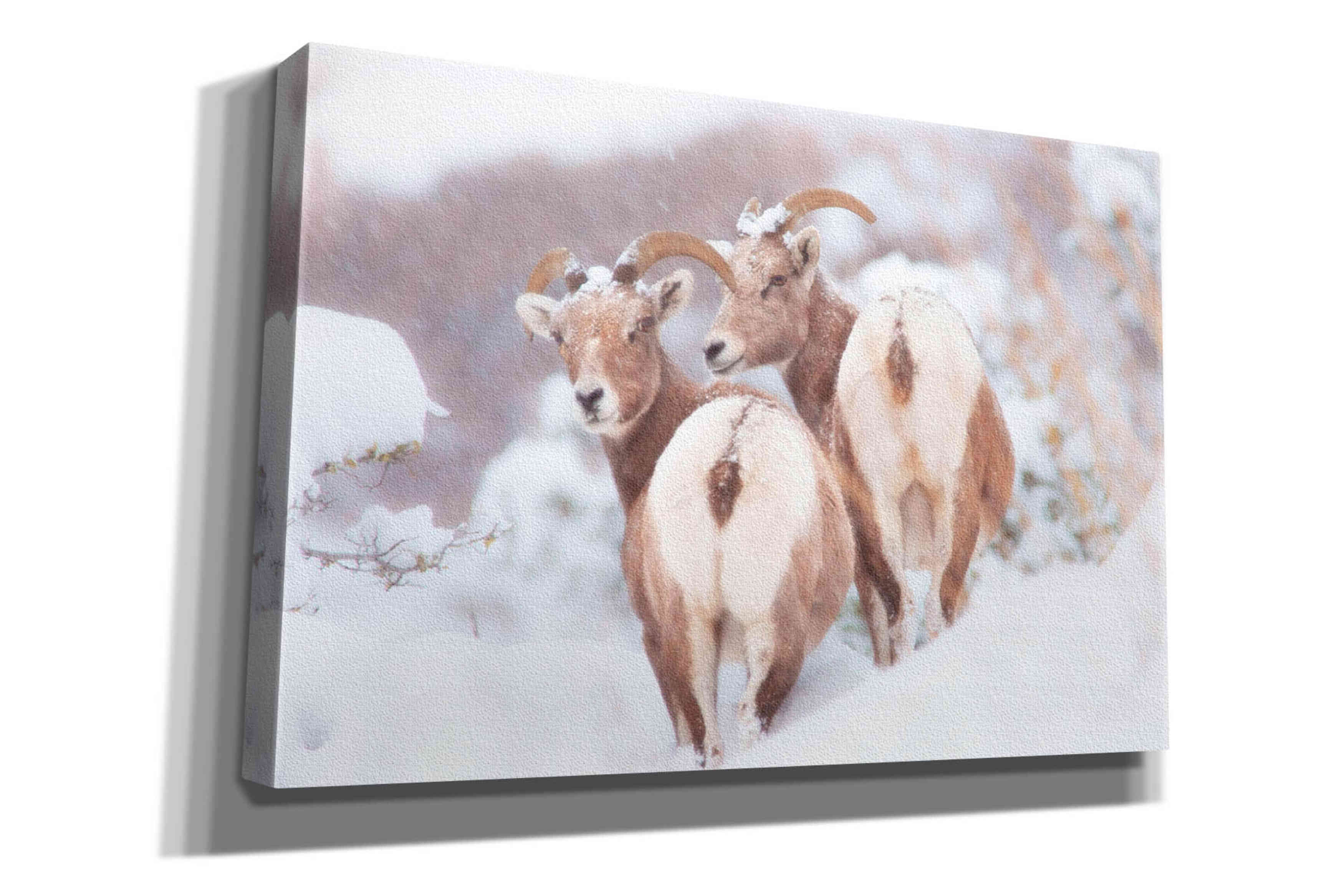 'Bighorns Two' by Thomas Haney, Giclee Canvas Wall Art