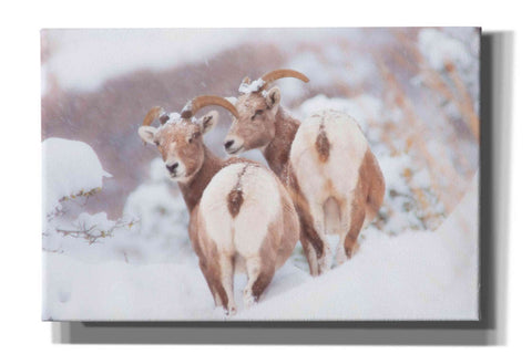 Image of 'Bighorns Two' by Thomas Haney, Giclee Canvas Wall Art