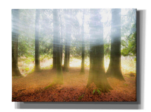 Image of 'Blurred Trees' by Thomas Haney, Giclee Canvas Wall Art