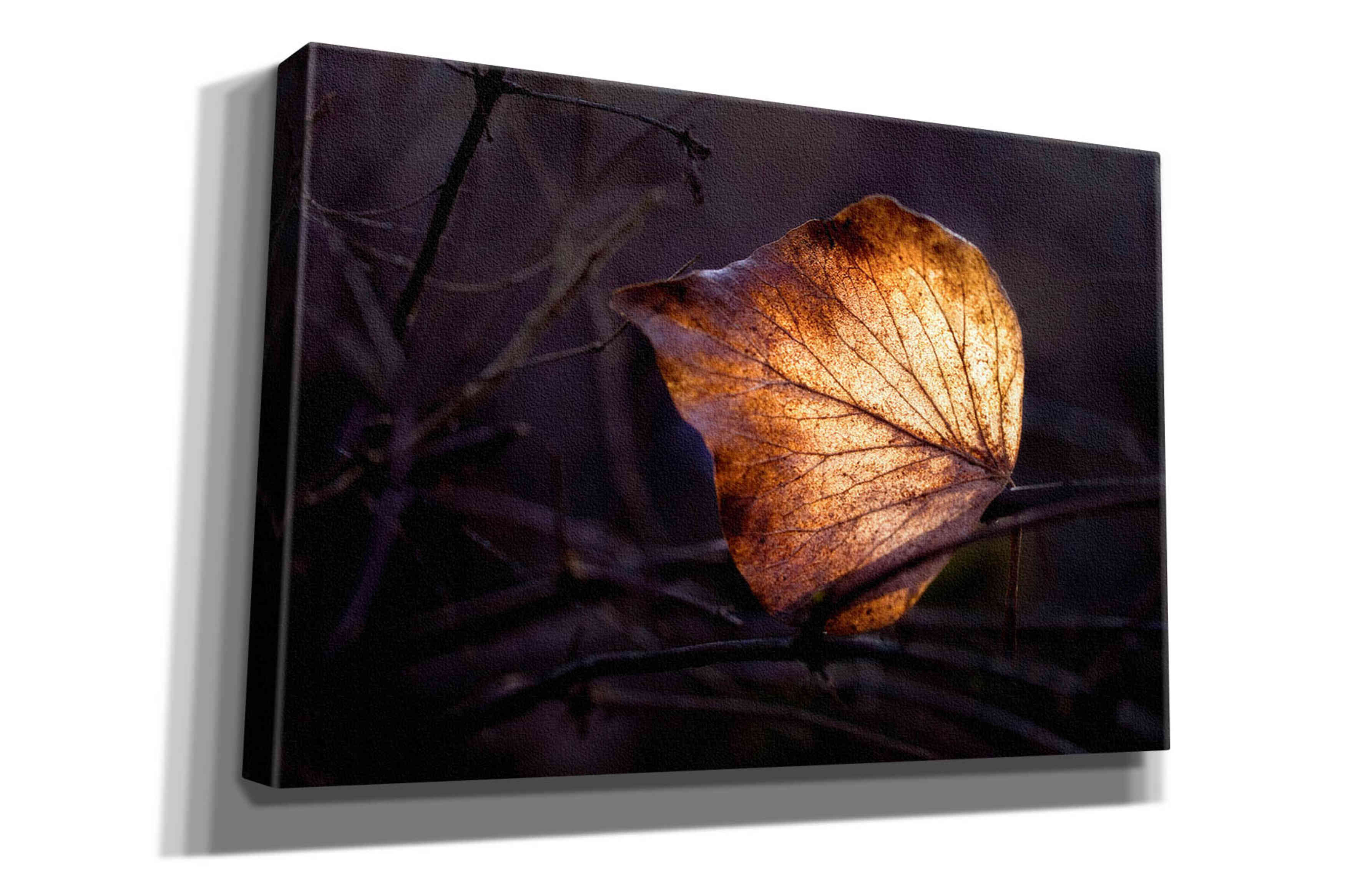 'Bright Leaf Proc' by Thomas Haney, Giclee Canvas Wall Art