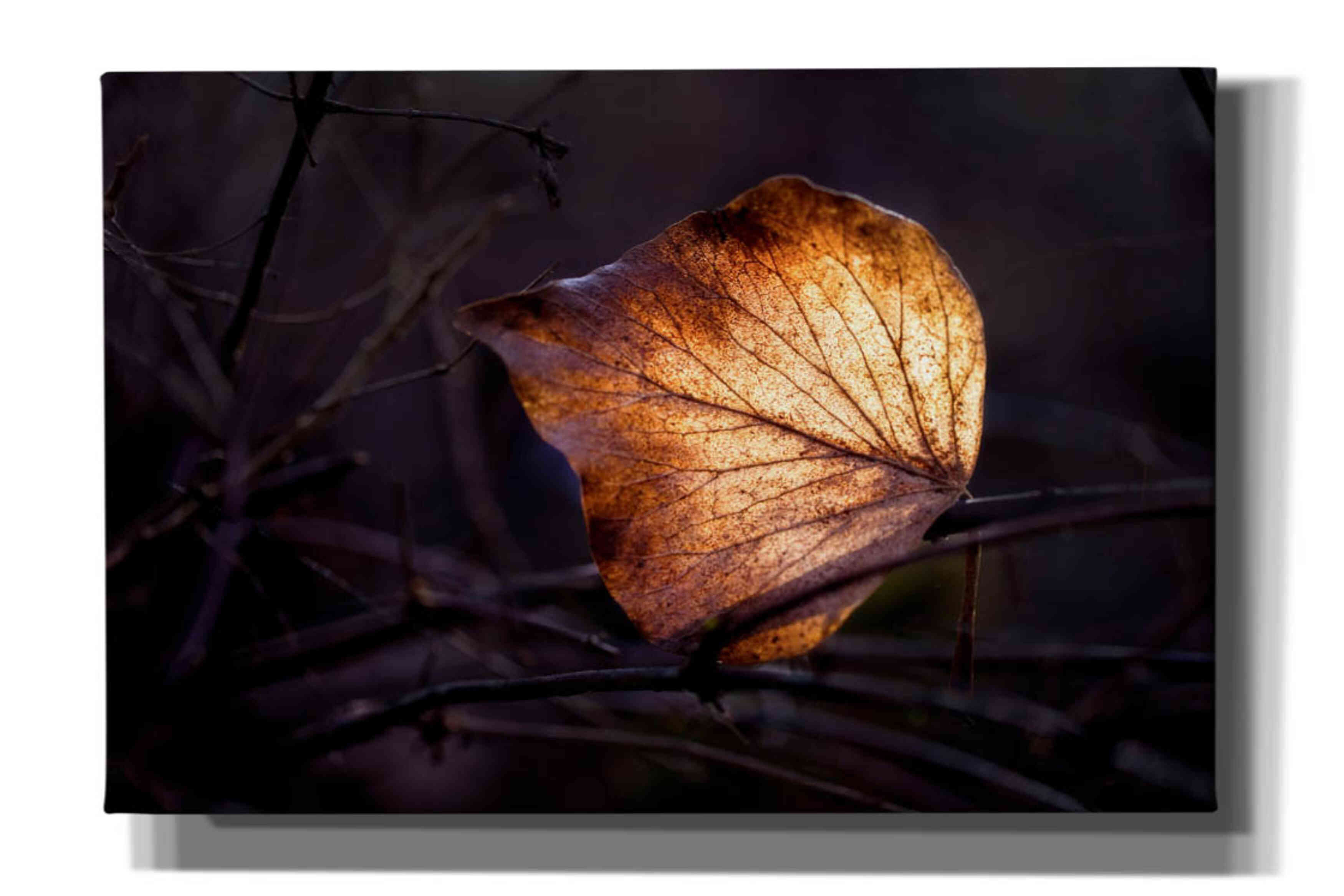 'Bright Leaf Proc' by Thomas Haney, Giclee Canvas Wall Art