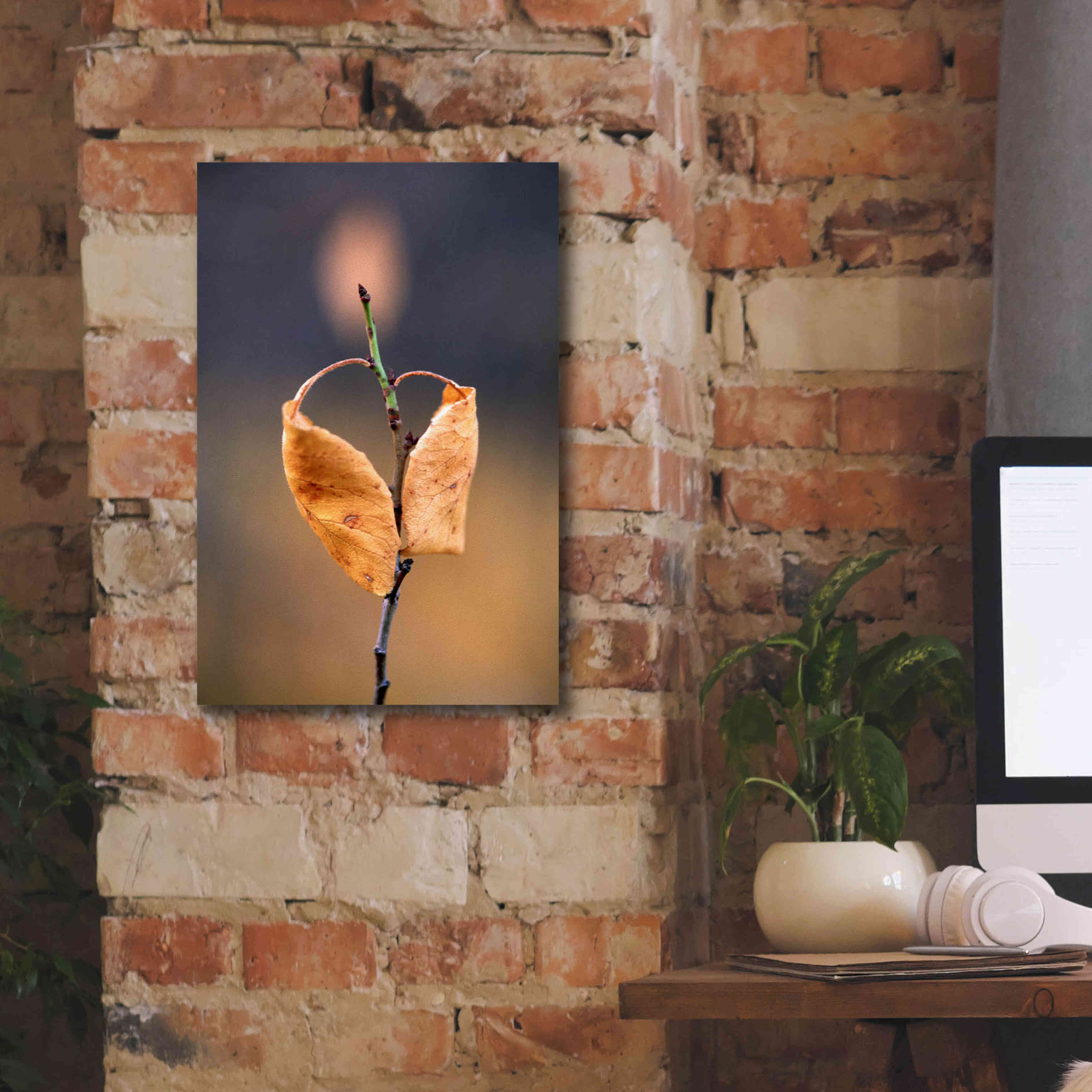'Candle Plant' by Thomas Haney, Giclee Canvas Wall Art,12 x 18