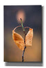 'Candle Plant' by Thomas Haney, Giclee Canvas Wall Art