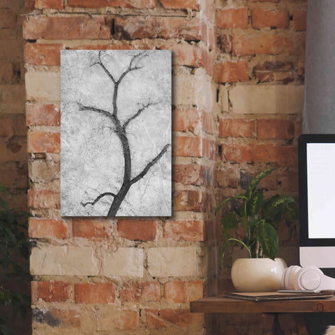 Image of 'Cottonwood Form B&W' by Thomas Haney, Giclee Canvas Wall Art,12 x 18