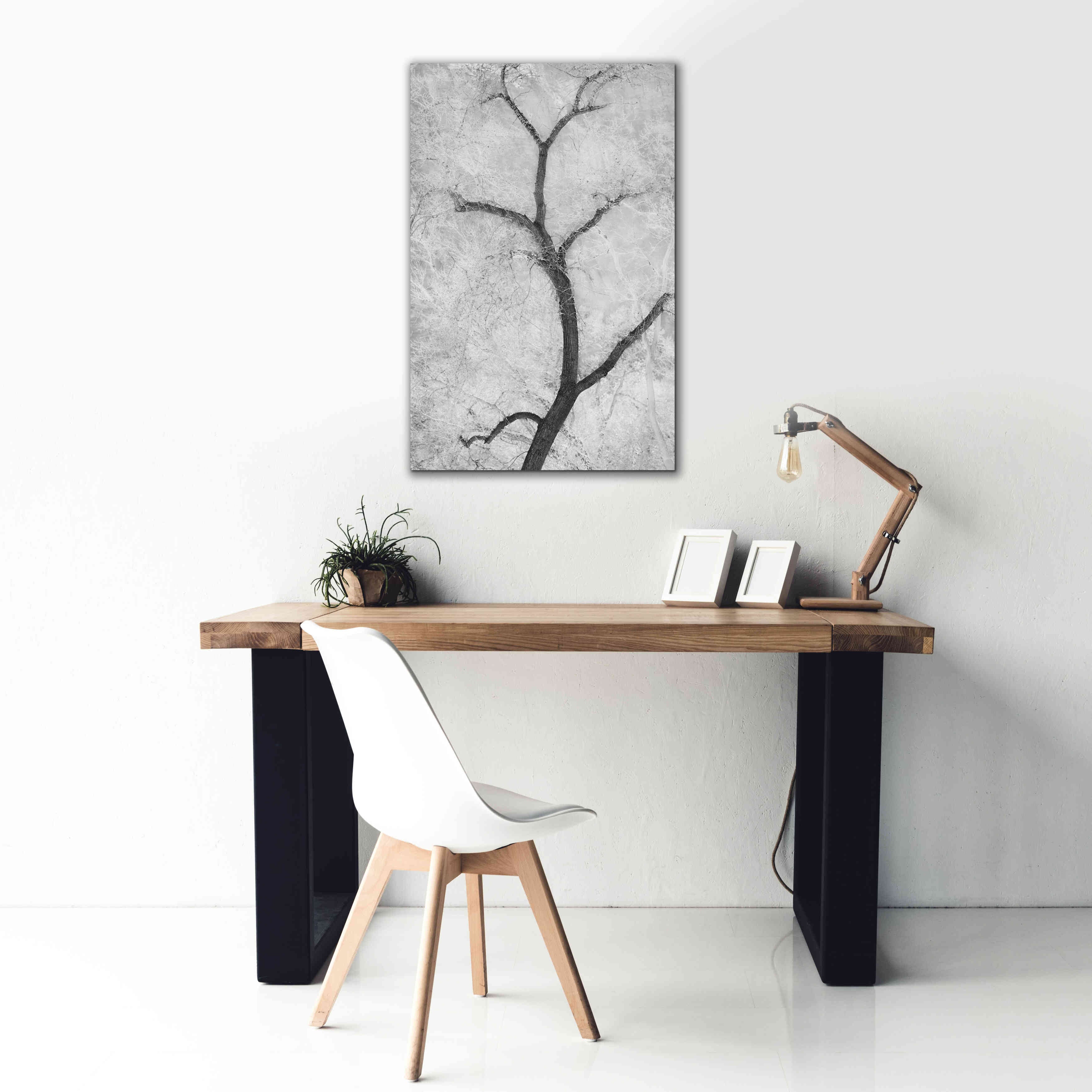 'Cottonwood Form B&W' by Thomas Haney, Giclee Canvas Wall Art,26 x 40