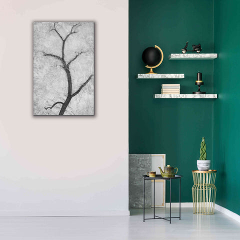 Image of 'Cottonwood Form B&W' by Thomas Haney, Giclee Canvas Wall Art,26 x 40