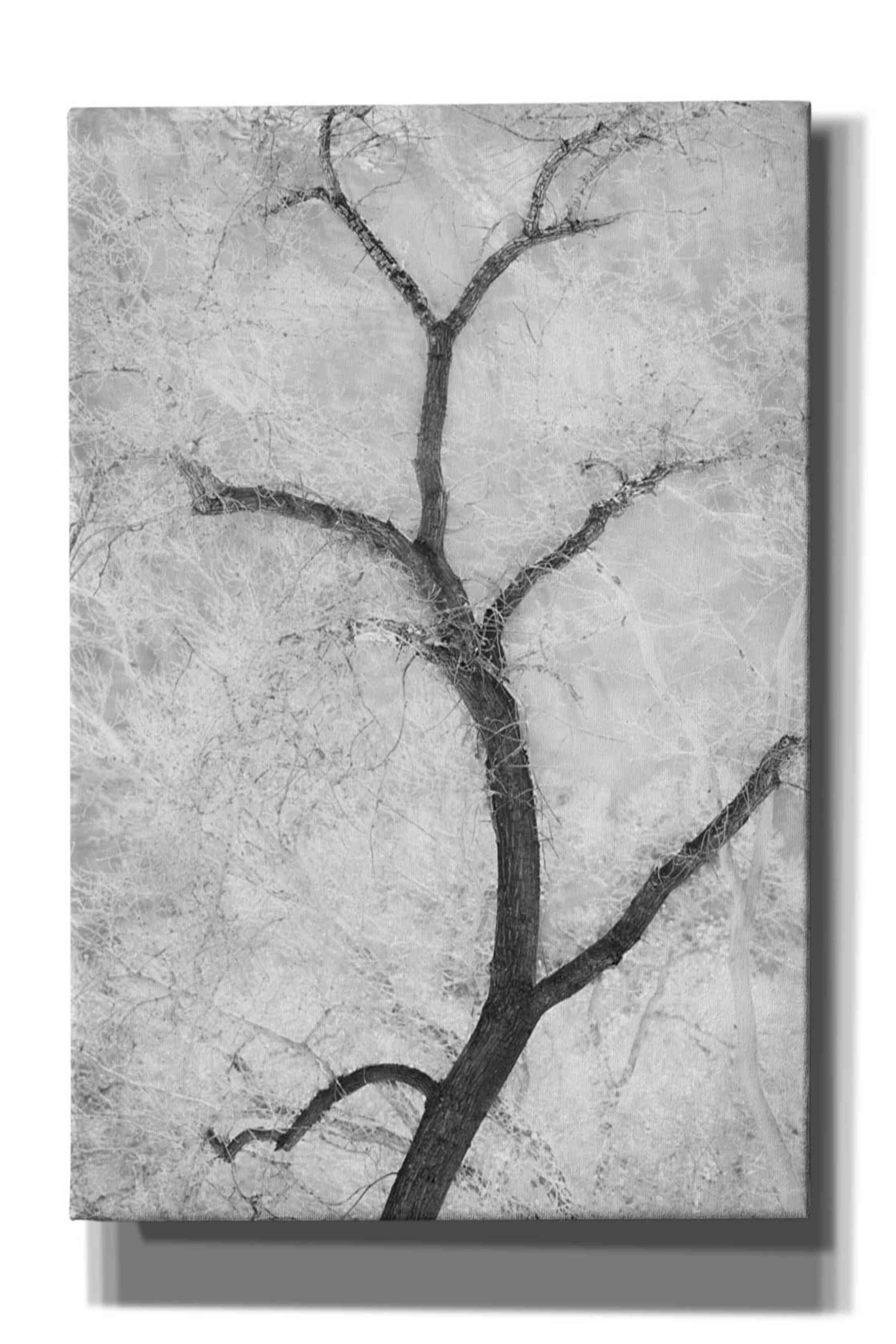 'Cottonwood Form B&W' by Thomas Haney, Giclee Canvas Wall Art
