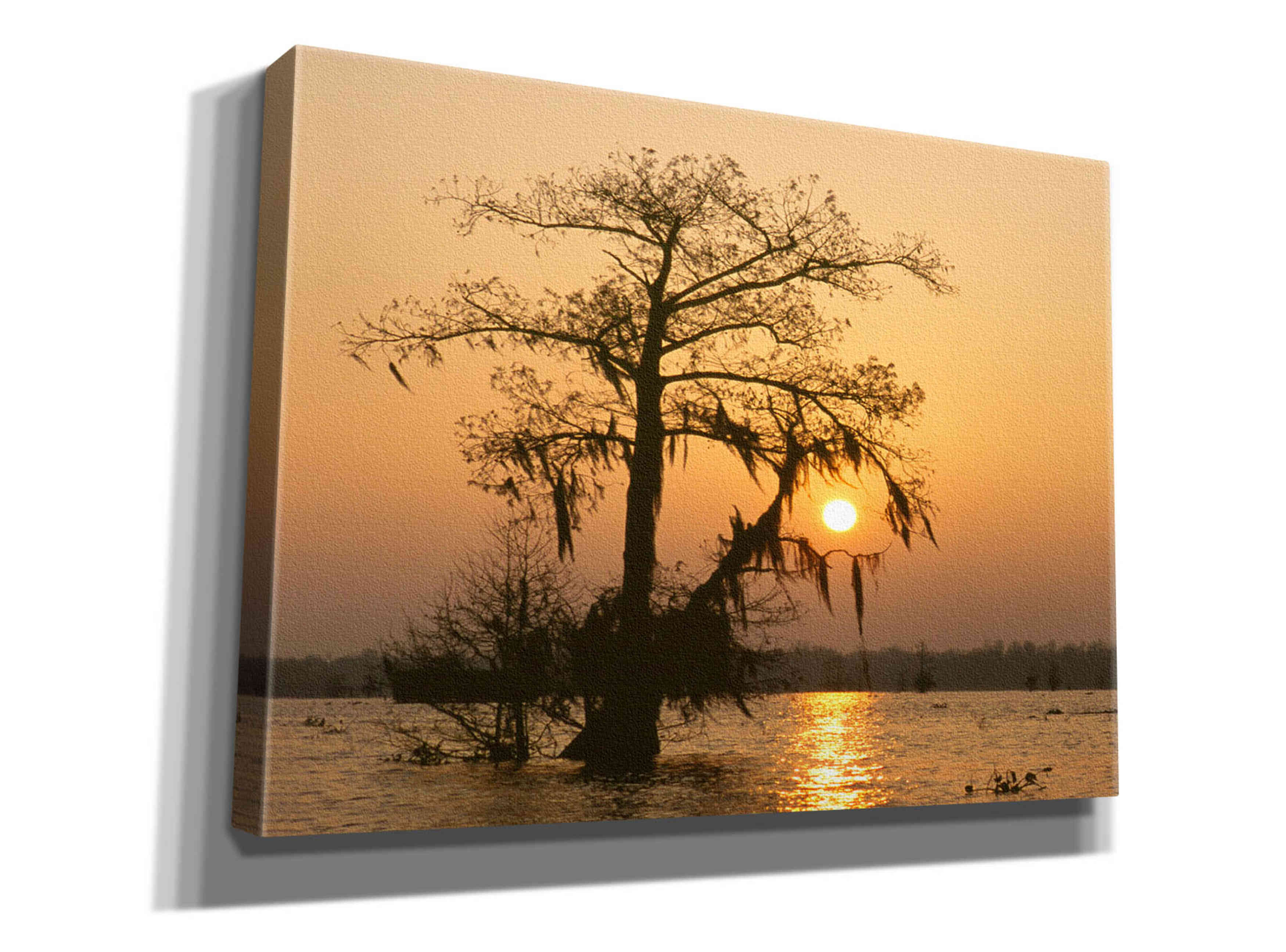 'Cypress Proc' by Thomas Haney, Giclee Canvas Wall Art