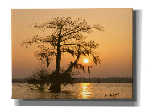 Image of 'Cypress Proc' by Thomas Haney, Giclee Canvas Wall Art