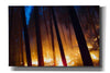 'Burning Forest' by Thomas Haney, Giclee Canvas Wall Art