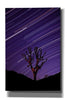 'Joshua Tree Brilliant Stars 2' by Thomas Haney, Giclee Canvas Wall Art
