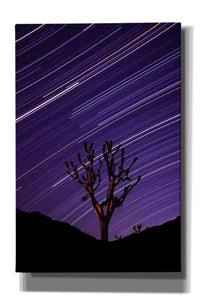'Joshua Tree Brilliant Stars 2' by Thomas Haney, Giclee Canvas Wall Art