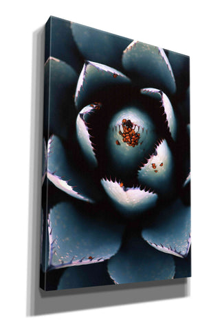Image of 'Ladybugs Agave' by Thomas Haney, Giclee Canvas Wall Art