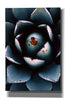 'Ladybugs Agave' by Thomas Haney, Giclee Canvas Wall Art