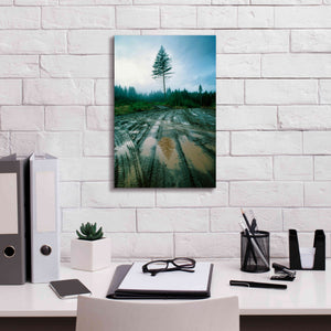 'Lonefir' by Thomas Haney, Giclee Canvas Wall Art,12 x 18