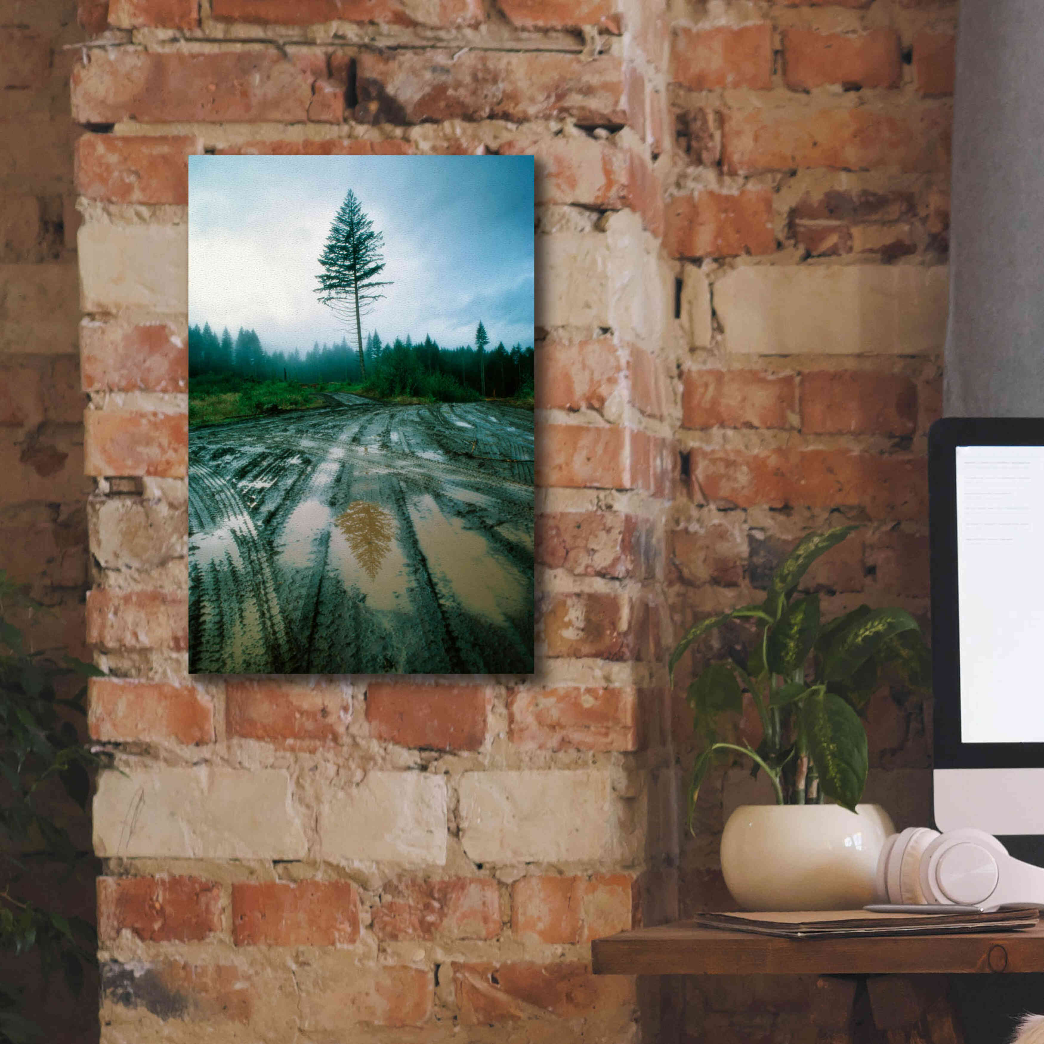 'Lonefir' by Thomas Haney, Giclee Canvas Wall Art,12 x 18