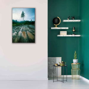 'Lonefir' by Thomas Haney, Giclee Canvas Wall Art,26 x 40