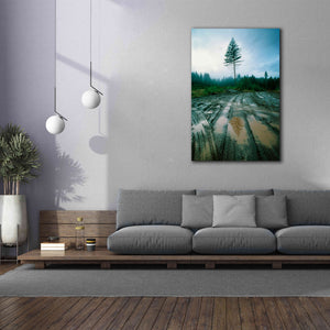 'Lonefir' by Thomas Haney, Giclee Canvas Wall Art,40 x 60