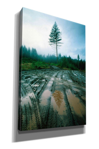 Image of 'Lonefir' by Thomas Haney, Giclee Canvas Wall Art
