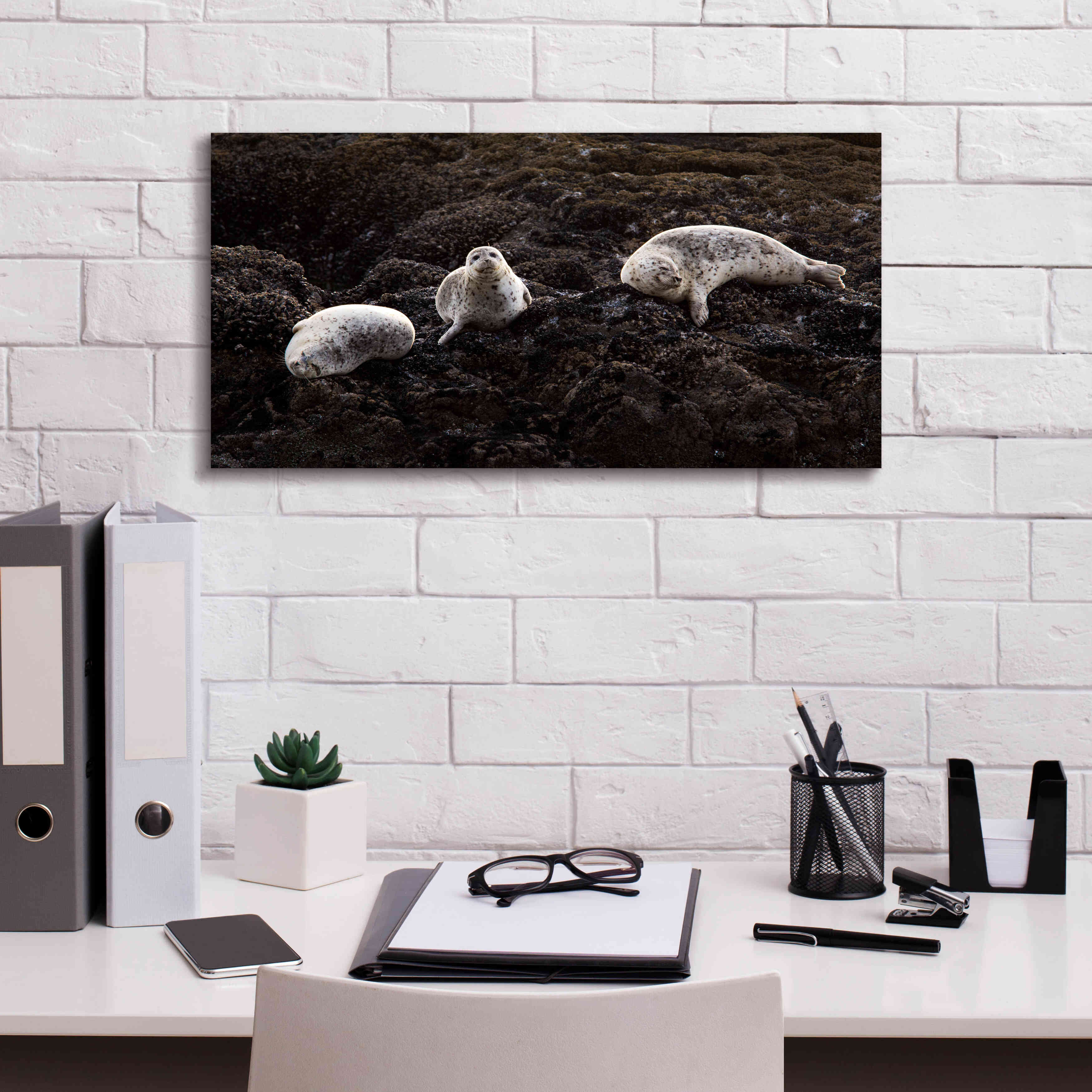'Lounging Seals' by Thomas Haney, Giclee Canvas Wall Art,24 x 12