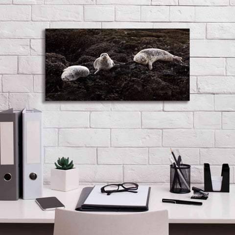 Image of 'Lounging Seals' by Thomas Haney, Giclee Canvas Wall Art,24 x 12