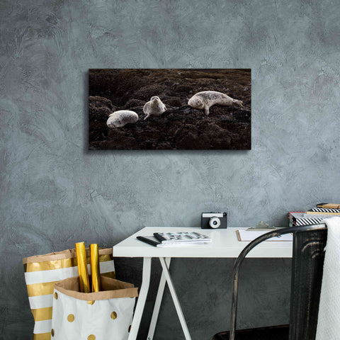 Image of 'Lounging Seals' by Thomas Haney, Giclee Canvas Wall Art,24 x 12