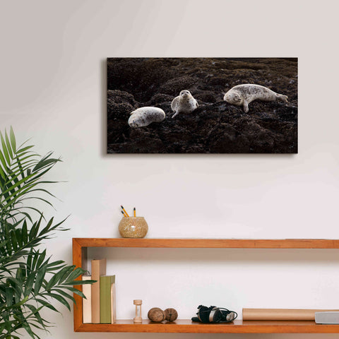 Image of 'Lounging Seals' by Thomas Haney, Giclee Canvas Wall Art,24 x 12