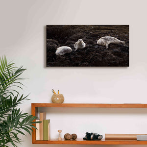 'Lounging Seals' by Thomas Haney, Giclee Canvas Wall Art,24 x 12