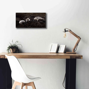 'Lounging Seals' by Thomas Haney, Giclee Canvas Wall Art,24 x 12
