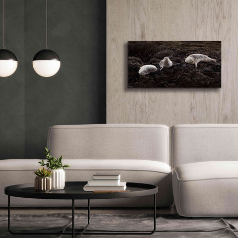 Image of 'Lounging Seals' by Thomas Haney, Giclee Canvas Wall Art,40 x 20